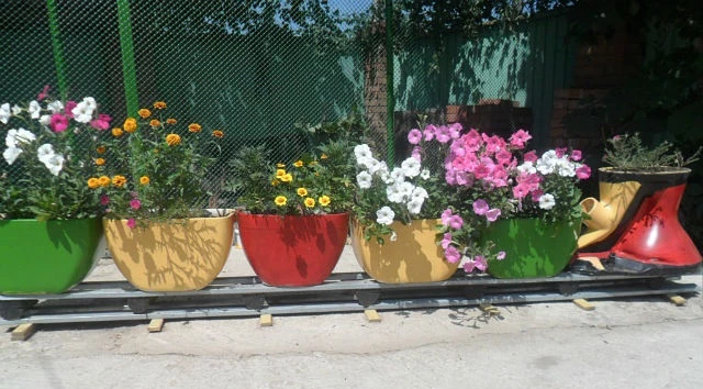 цветы для клумбы