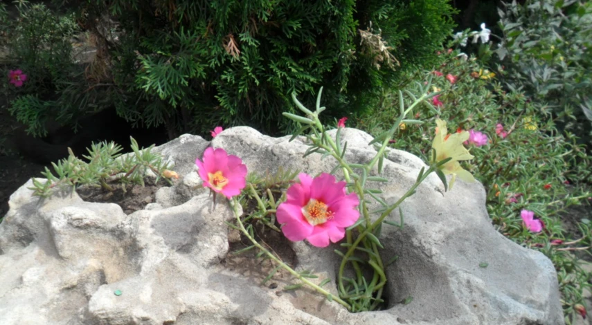 клумбы на даче