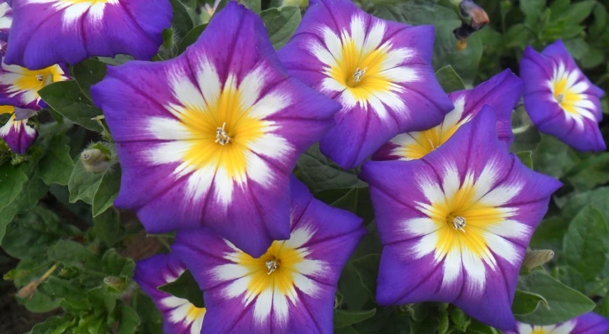 красивые клумбы