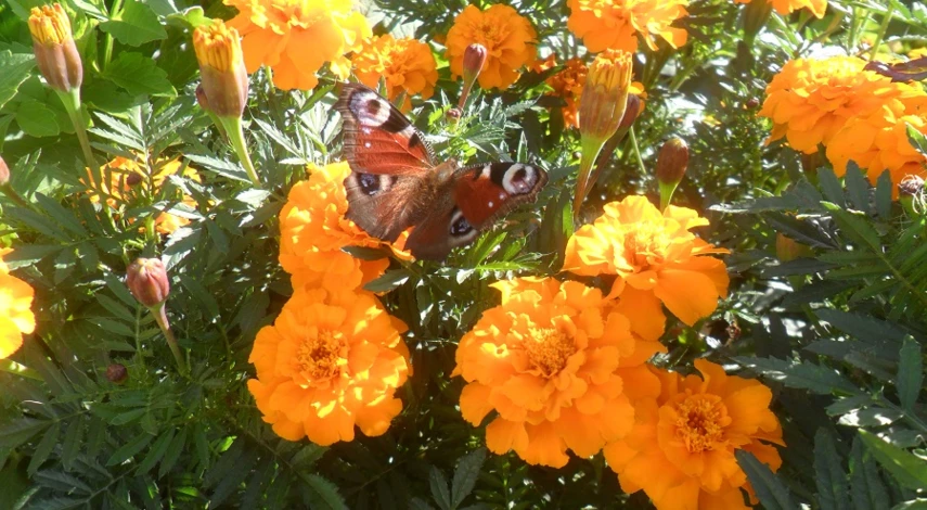 цветы на клумбе