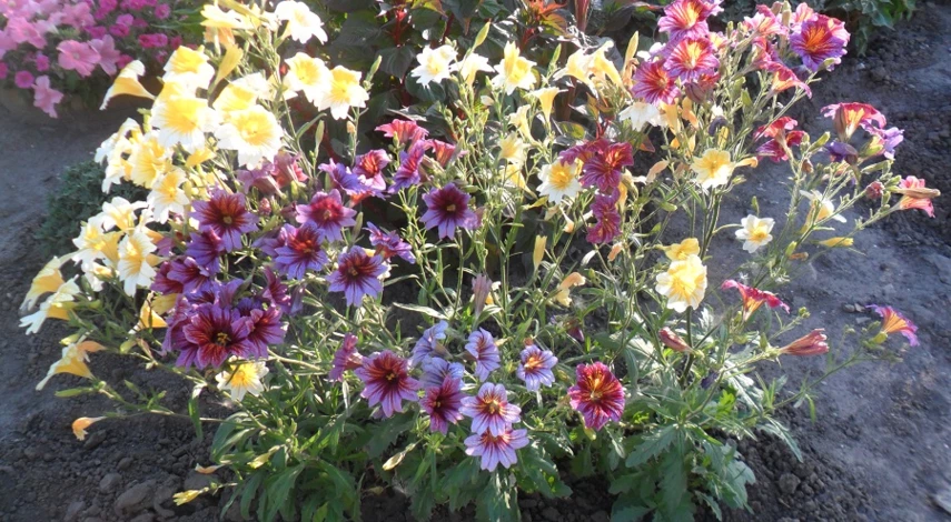 оформление клумбы