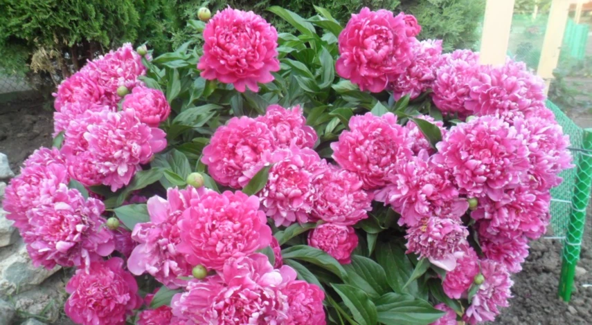 декоративные клумбы