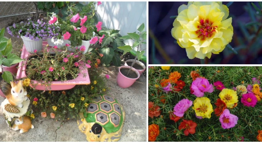 портулак на клумбе