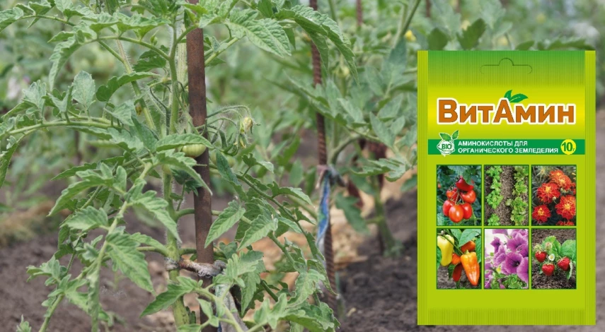 подкормка помидор после высадки