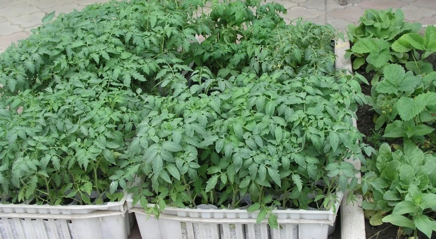 первая подкормка томатов после высадки