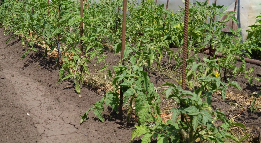 первые подкормки томатов после высадки