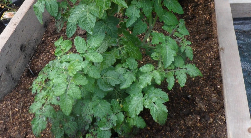 томаты подкормка после высадки в открытый грунт