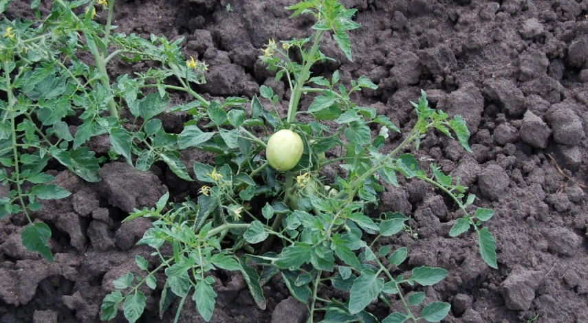 высадка помидор подкормка