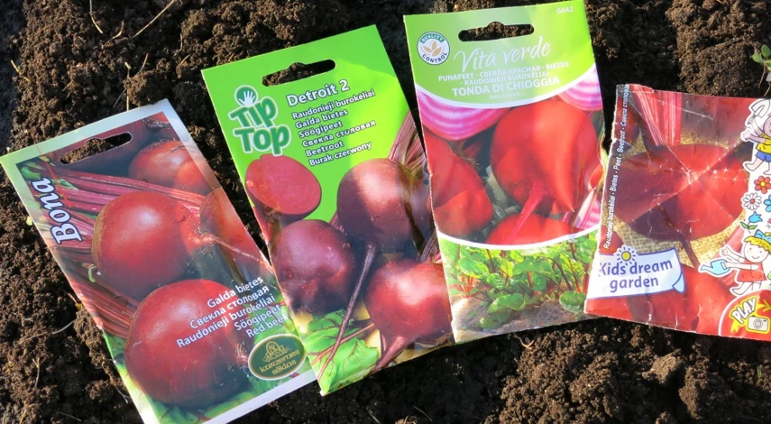 после чего сажать свеклу