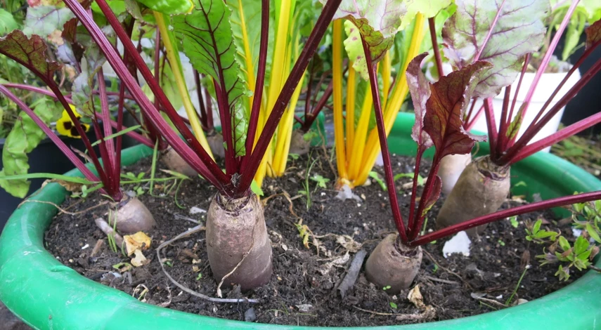 как сажать свеклу семенами