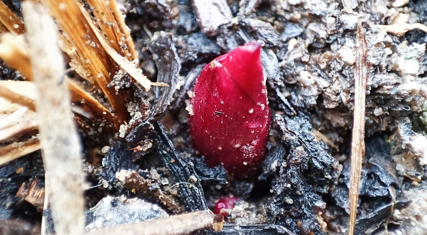 подкормка пионов весной для цветения