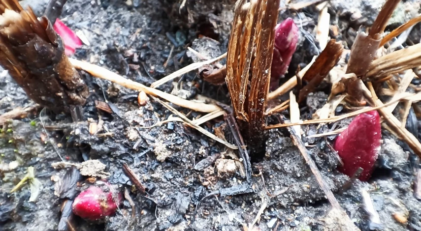 подкормка пионов для цветения