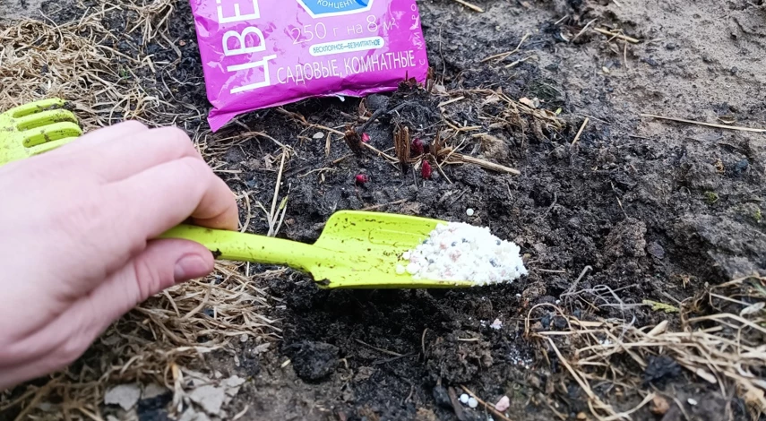 пион уход подкормка