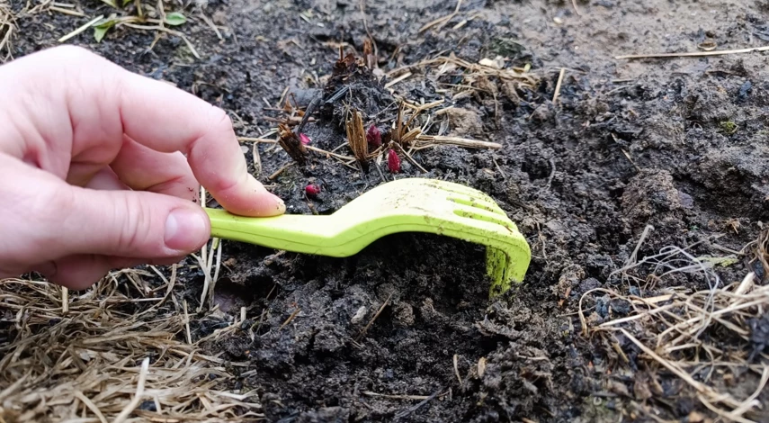 пионы весной уход подкормка