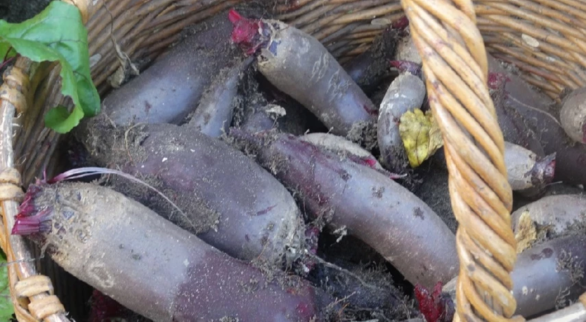 когда сажать свеклу семенами в открытый грунт весной