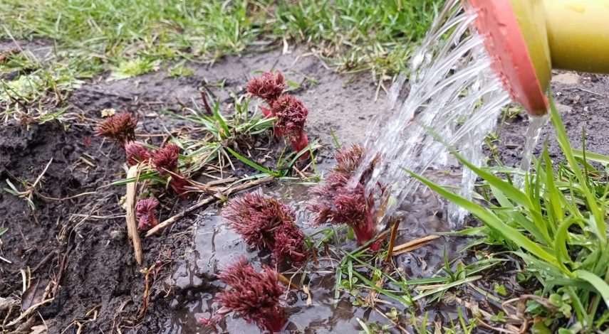 подкормка пионов после зимы