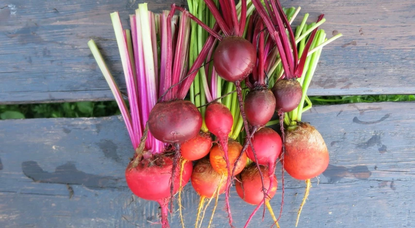 как правильно сажать свеклу