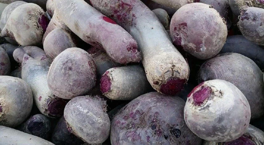 на какую глубину сажать семена свеклы