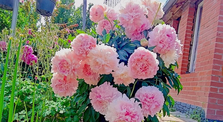 первая подкормка пионов