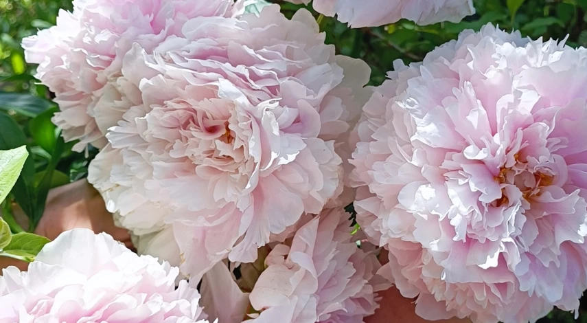 подкормка пионов весной