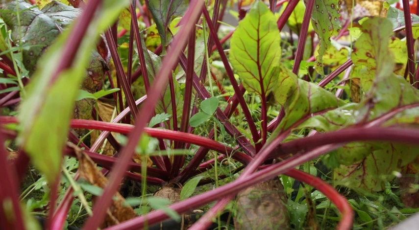 посадка свеклы в открытый грунт семенами