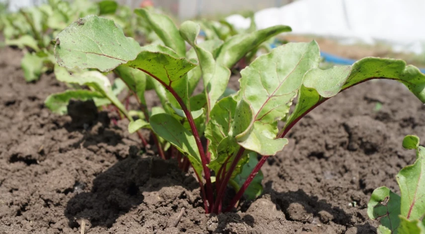 посадка семян свеклы в открытый грунт весной
