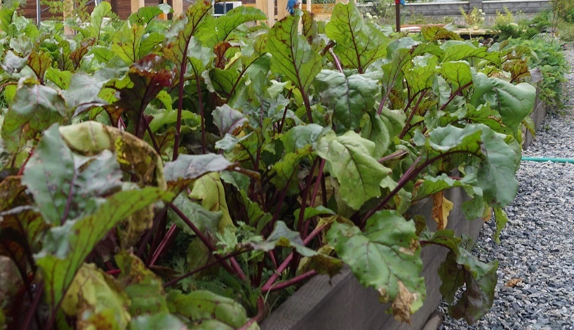 посадка свеклы на грядки