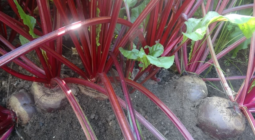 выращивание свеклы на песчаном грунте