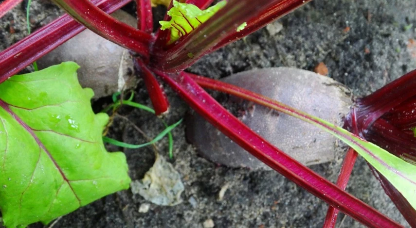 как вырастить свеклу на песчаной почве