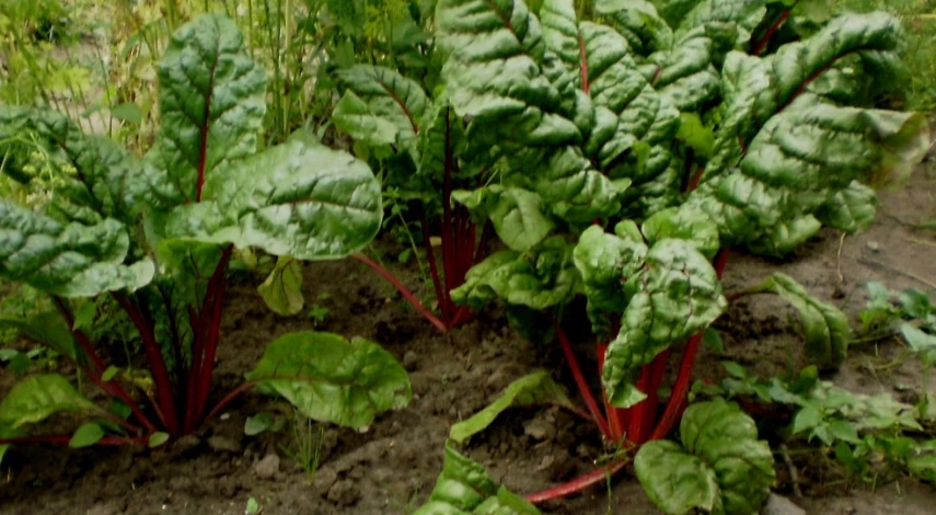 мангольд что это за растение