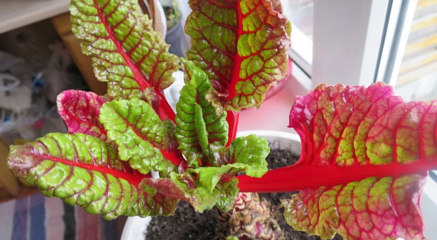 свекла мангольд