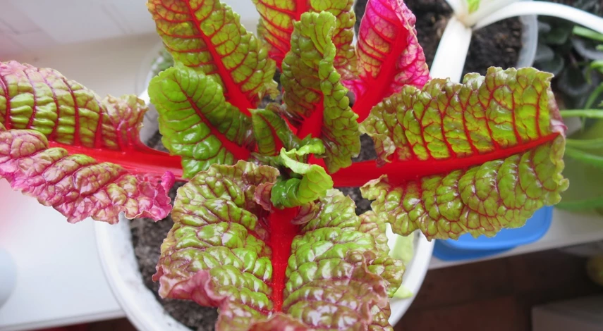 мангольд посадка