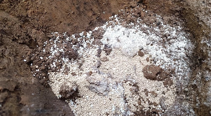 посадка голубики весной саженцами