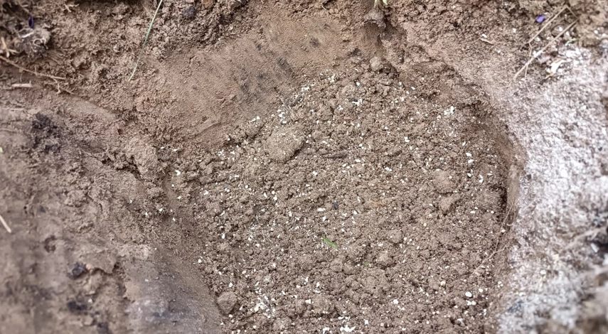 посадка голубики весной в открытый грунт