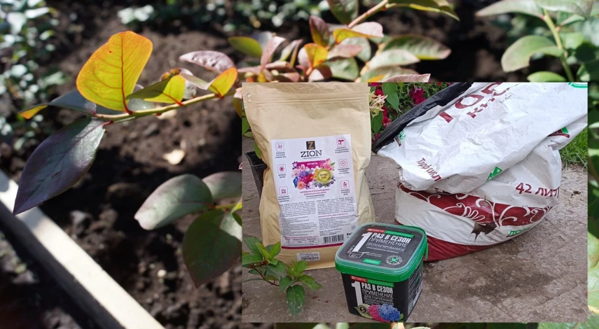 посадка саженца голубики в грунт весной