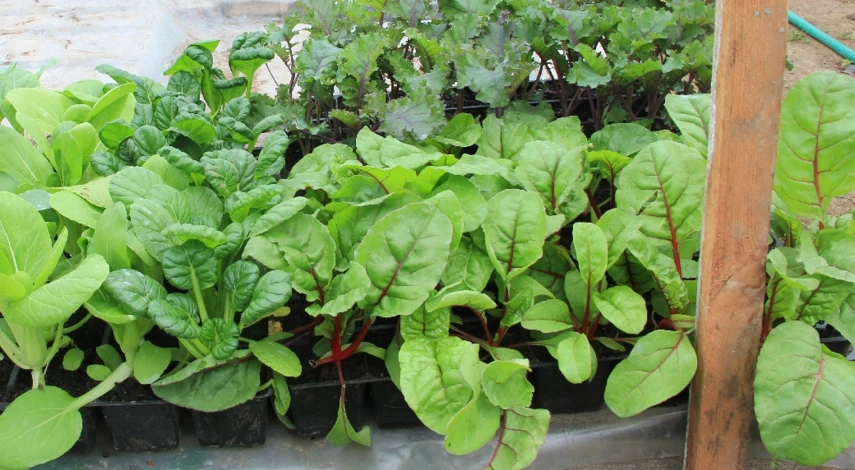 мангольд как выращивать