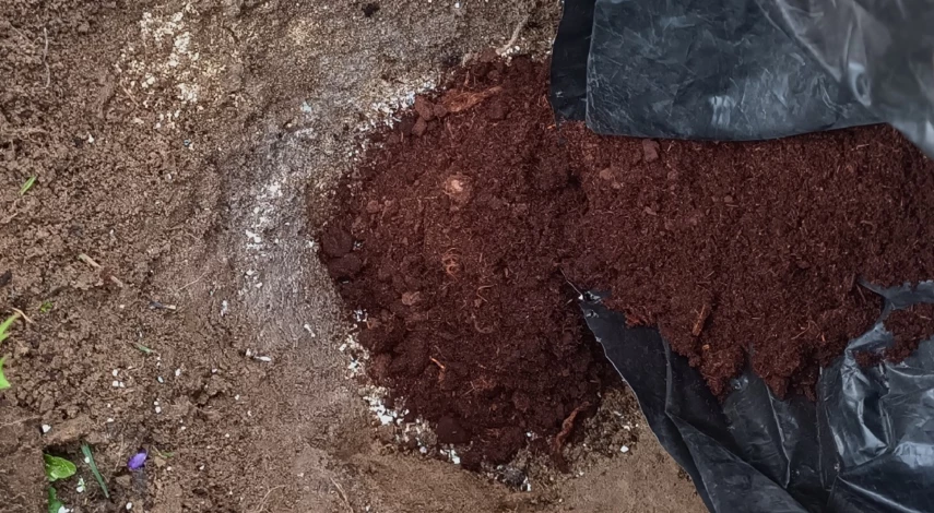 посадка саженцев голубики весной в открытый