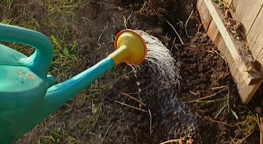 как посадить голубику весной