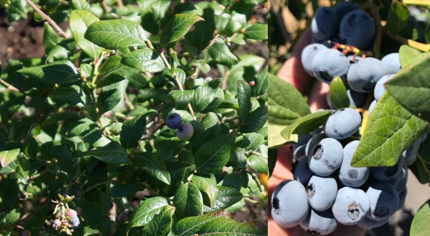 как посадить в грунт голубику весной