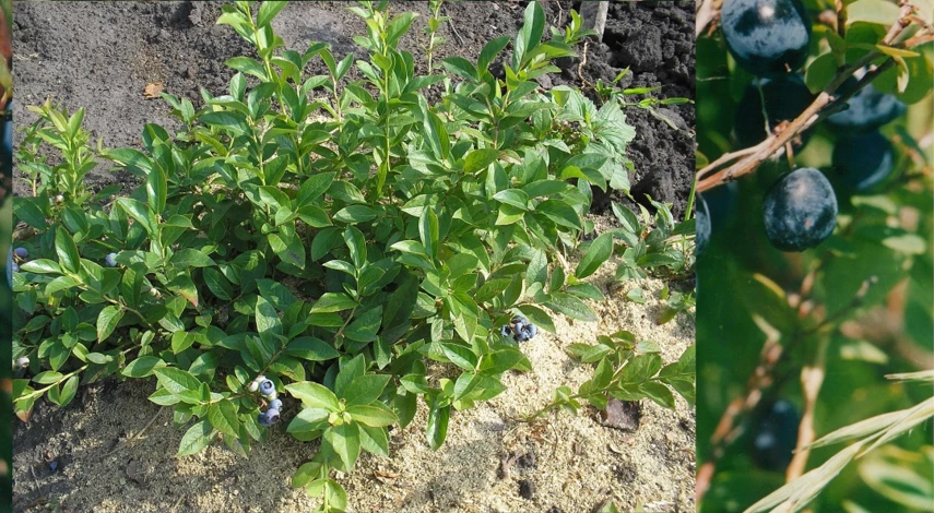 посадка голубики в грунт весной