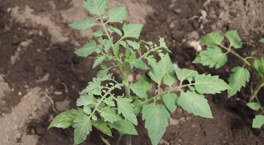 чем подкормить помидоры после высадки