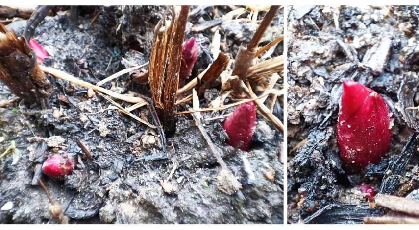 пион подкормка после зимы