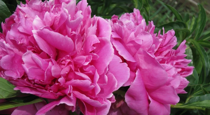 пион подкормка весной после зимы