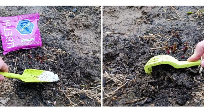 чем подкормить пионы весной