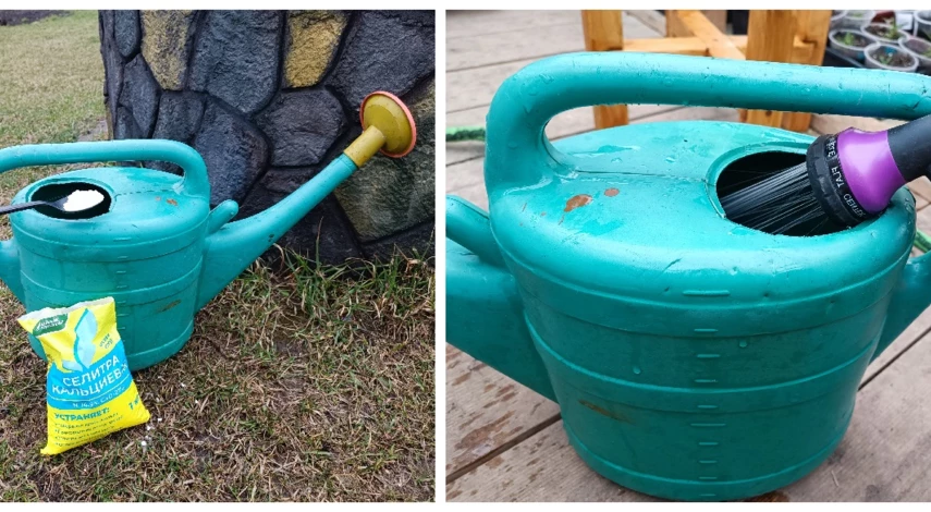 чем полить пионы весной