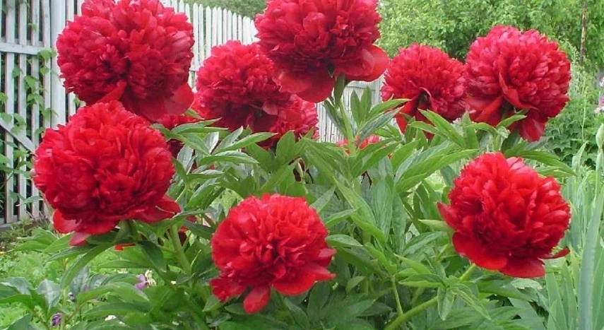 пион травянистый ред грейс