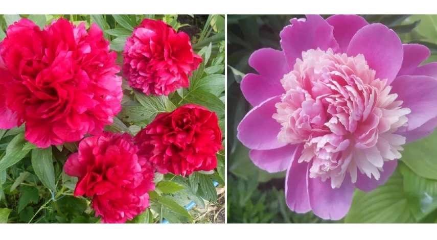 пион травянистый розовый