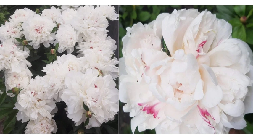 пион травянистый лучшие