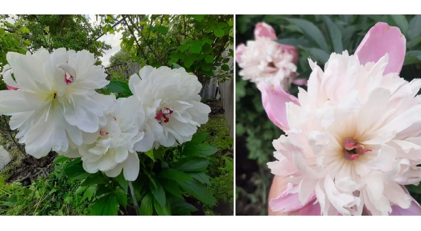 пион травянистый уход