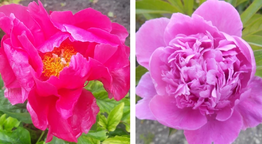 пион травянистый посадка